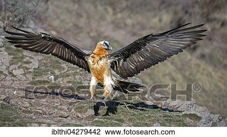 Bearded vulture, also lammergeier or ossifrage (Gypaetus barbatus) landing, Pyrenees, Catalonia, Spain, Europe View Large Photo Image Stock Image - Bearded vulture, also lammergeier or ossifrage (Gypaetus barbatus) landing, Pyrenees, Catalonia, Spain, Europe. Fotosearch