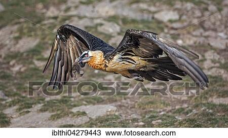 Bearded vulture, also lammergeier or ossifrage (Gypaetus barbatus) in flight with food in beak, Pyrenees, Catalonia, Spain, Europe View Large Photo Image Stock Image - Bearded vulture, also lammergeier or ossifrage (Gypaetus barbatus) in flight with food in beak, Pyrenees, Catalonia, Spain, Europe. Fotosearch