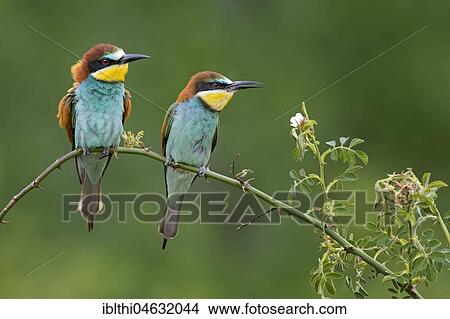 Bee-eater (Merops apiaster), couple sits on branch, Saxony-Anhalt, Germany, Europe View Large Photo Image Picture - Bee-eater (Merops apiaster), couple sits on branch, Saxony-Anhalt, Germany, Europe. Fotosearch