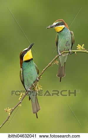 Bee-eater (Merops apiaster), couple with bridal present, Saxony-Anhalt, Germany, Europe View Large Photo Image Stock Image - Bee-eater (Merops apiaster), couple with bridal present, Saxony-Anhalt, Germany, Europe. Fotosearch