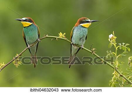 Stock Image - Bee-eater (Merops apiaster), couple sits on branch, Saxony-Anhalt, Germany, Europe. Fotosearch