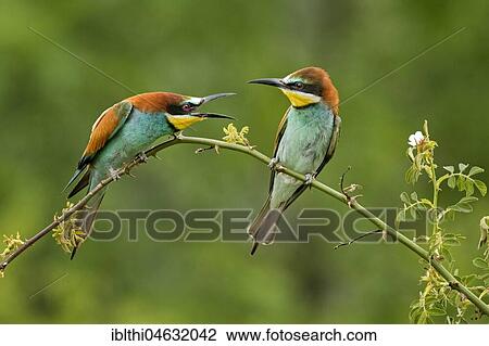 Bee-eater (Merops apiaster), fighting couple, Saxony-Anhalt, Germany, Europe View Large Photo Image Stock Image - Bee-eater (Merops apiaster), fighting couple, Saxony-Anhalt, Germany, Europe. Fotosearch