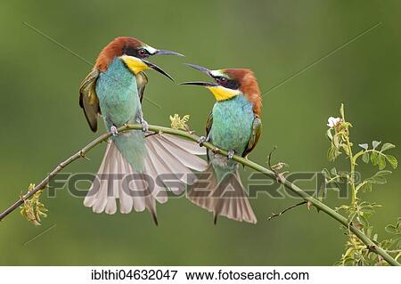Bee-eater (Merops apiaster) fighting couple, Saxony-Anhalt, Germany, Europe View Large Photo Image Stock Photo - Bee-eater (Merops apiaster) fighting couple, Saxony-Anhalt, Germany, Europe. Fotosearch