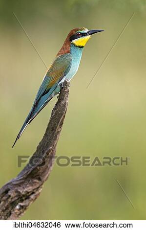 Stock Photograph - Bee-eater (Merops apiaster) sits on branch, Saxony-Anhalt, Germany, Europe. Fotosearch