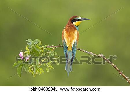 Bee-eater (Merops apiaster) sitting on twig, Saxony-Anhalt, Germany, Europe View Large Photo Image Stock Photography - Bee-eater (Merops apiaster) sitting on twig, Saxony-Anhalt, Germany, Europe. Fotosearch