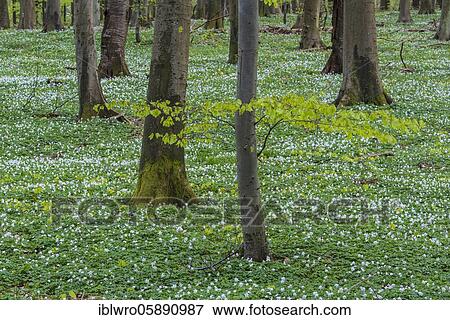 Beech forest with Wood anemones (Anemone nemorosa) in spring, Island of Rügen, Puttbus, Mecklenburg-Vorpommern, Germany, Europe View Large Photo Image Stock Photo - Beech forest with Wood anemones (Anemone nemorosa) in spring, Island of Rügen, Puttbus, Mecklenburg-Vorpommern, Germany, Europe. Fotosearch