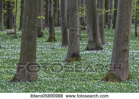 Beech forest with Wood anemones (Anemone nemorosa) in spring, Island of Rügen, Puttbus, Mecklenburg-Vorpommern, Germany, Europe View Large Photo Image Stock Photo - Beech forest with Wood anemones (Anemone nemorosa) in spring, Island of Rügen, Puttbus, Mecklenburg-Vorpommern, Germany, Europe. Fotosearch