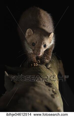 Picture - Beech marten (Martes foina) at night, Rhineland-Palatinate, Germany, Europe. Fotosearch
