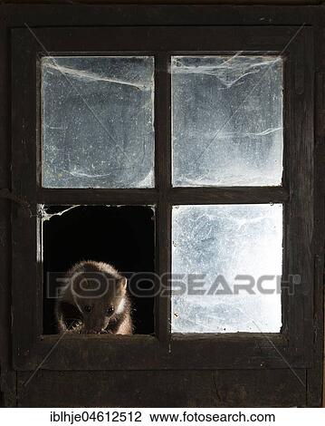 Stock Image - Beech marten (Martes foina) at the window of a barn, at night, Rhineland-Palatinate, Germany, Europe. Fotosearch