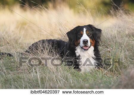Berner Sennenhund 3 years, bitch, lying in meadow, North Rhine-Westphalia, Germany, Europe View Large Photo Image Stock Photo - Berner Sennenhund 3 years, bitch, lying in meadow, North Rhine-Westphalia, Germany, Europe. Fotosearch