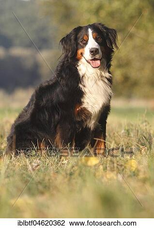 Berner Sennenhund, female, 3 years old, sits in meadow, North Rhine-Westphalia, Germany, Europe View Large Photo Image Stock Image - Berner Sennenhund, female, 3 years old, sits in meadow, North Rhine-Westphalia, Germany, Europe. Fotosearch