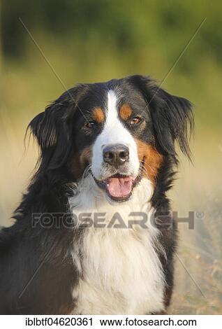 Berner Sennenhund, female, 3 years, Portrait, North Rhine-Westphalia, Germany, Europe View Large Photo Image Stock Image - Berner Sennenhund, female, 3 years, Portrait, North Rhine-Westphalia, Germany, Europe. Fotosearch