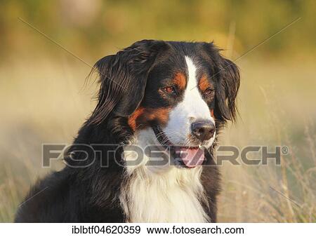 Berner Sennenhund, female, 3 years, Portrait, North Rhine-Westphalia, Germany, Europe View Large Photo Image Stock Photo - Berner Sennenhund, female, 3 years, Portrait, North Rhine-Westphalia, Germany, Europe. Fotosearch