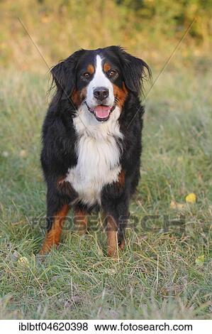 Bernese mountain dog, bitch, 3 years, standing in the meadow View Large Photo Image Stock Photo - Bernese mountain dog, bitch, 3 years, standing in the meadow. Fotosearch