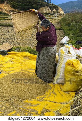 Bhutanese woman separating chaff from rice, Paro, Bhutan, Asia View Large Photo Image Picture - Bhutanese woman separating chaff from rice, Paro, Bhutan, Asia. Fotosearch