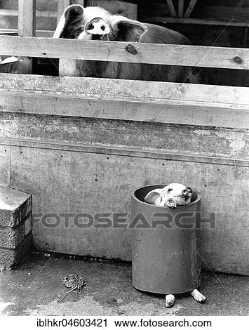 Stock Image - Big and small pig, England, Great Britain. Fotosearch