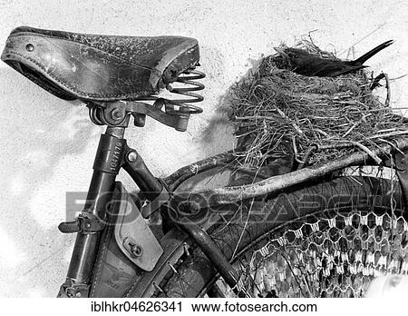 Bird's nest on the carrier of a bicycle approx. 1955, exact location unknown, Germany, Europe View Large Photo Image Stock Image - Bird's nest on the carrier of a bicycle approx. 1955, exact location unknown, Germany, Europe. Fotosearch