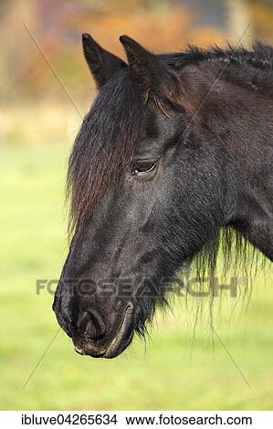 Picture - Black Horse (Equus przewalskii f. Caballus) Wallach, Portrait. Fotosearch