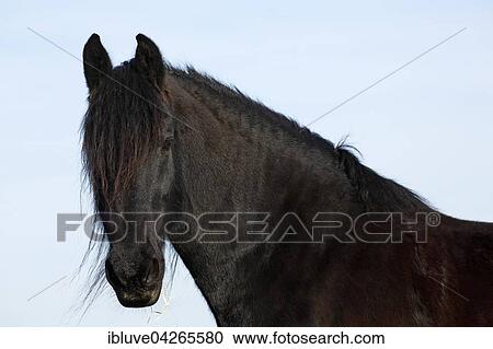 Black Horse (Equus przewalskii f. Caballus) gelding View Large Photo Image Stock Image - Black Horse (Equus przewalskii f. Caballus) gelding. Fotosearch