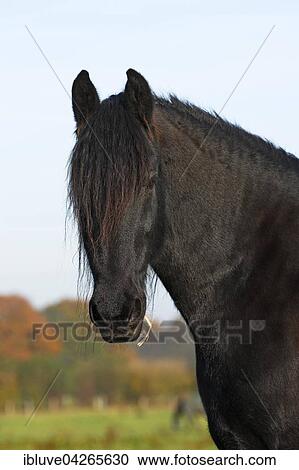 Stock Image - Black Horse (Equus przewalskii f. Caballus) gelding. Fotosearch