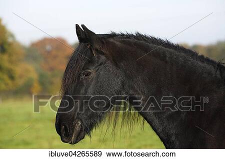Black Horse (Equus przewalskii f. Caballus) gelding View Large Photo Image Stock Photo - Black Horse (Equus przewalskii f. Caballus) gelding. Fotosearch