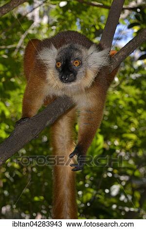 Black lemur (Eulemur macaco), West Madagascar View Large Photo Image Stock Image - Black lemur (Eulemur macaco), West Madagascar. Fotosearch