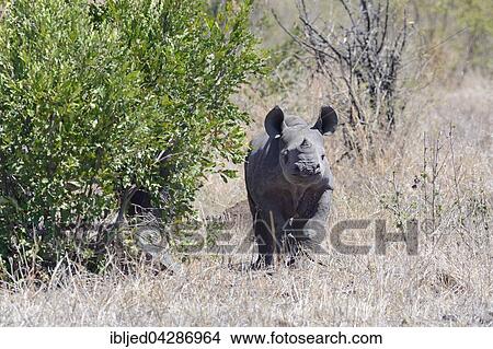 Black Rhinoceros (Diceros bicornis), young, standing on dry grass, Kruger National Park, South Africa, Africa View Large Photo Image Picture - Black Rhinoceros (Diceros bicornis), young, standing on dry grass, Kruger National Park, South Africa, Africa. Fotosearch