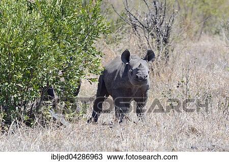 Black Rhinoceros (Diceros bicornis), young, standing on dry grass, Kruger National Park, South Africa, Africa View Large Photo Image Stock Image - Black Rhinoceros (Diceros bicornis), young, standing on dry grass, Kruger National Park, South Africa, Africa. Fotosearch