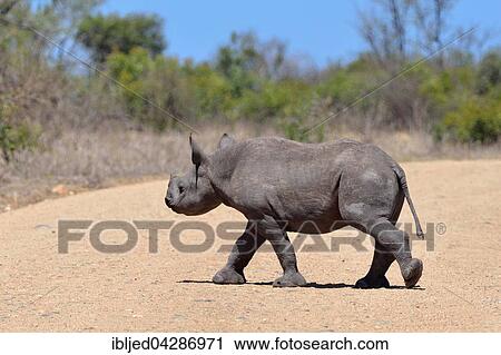 Stock Image - Black Rhinoceros (Diceros bicornis), young, crossing a gravel road, Kruger National Park, South Africa, Africa. Fotosearch