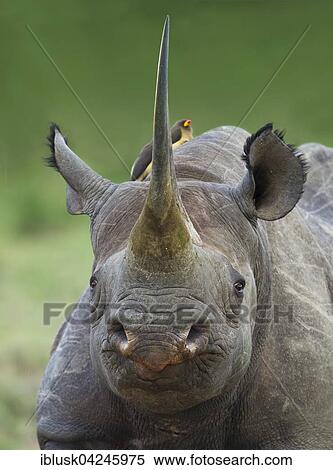 Stock Photography - Black rhinoceros or hook-lipped rhinoceros (Diceros bicornis), portrait, Masai Mara, Narok County, Kenya, Africa. Fotosearch