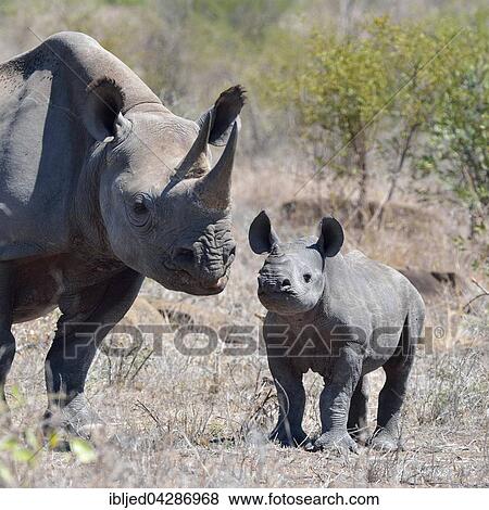 Black Rhinoceroses (Diceros bicornis), adult female with young, standing on dry grass, Kruger National Park, South Africa, Africa View Large Photo Image Stock Photo - Black Rhinoceroses (Diceros bicornis), adult female with young, standing on dry grass, Kruger National Park, South Africa, Africa. Fotosearch