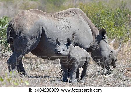 Black Rhinoceroses (Diceros bicornis), adult female with young, standing on dry grass, Kruger National Park, South Africa, Africa View Large Photo Image Stock Photo - Black Rhinoceroses (Diceros bicornis), adult female with young, standing on dry grass, Kruger National Park, South Africa, Africa. Fotosearch