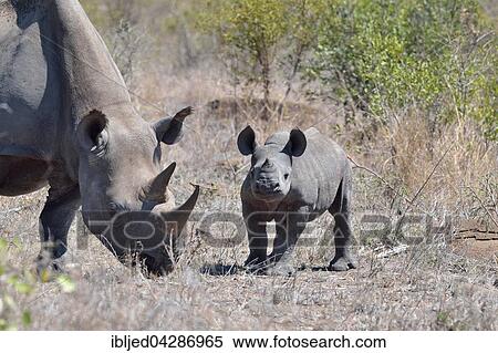 Black Rhinoceroses (Diceros bicornis), adult female with young, on dry grass, Kruger National Park, South Africa, Africa View Large Photo Image Stock Photography - Black Rhinoceroses (Diceros bicornis), adult female with young, on dry grass, Kruger National Park, South Africa, Africa. Fotosearch