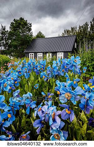 Stock Image - Black timber house surrounded by flowers in the Botanical Gardens of Akureyri, Iceland, Europe. Fotosearch