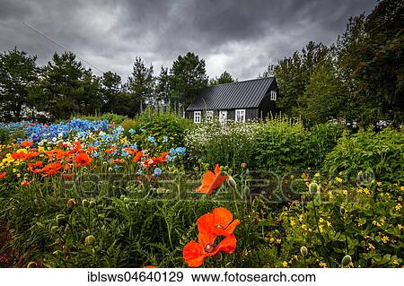Black timber house surrounded by flowers in the Botanical Gardens of Akureyri, Iceland, Europe View Large Photo Image Stock Photo - Black timber house surrounded by flowers in the Botanical Gardens of Akureyri, Iceland, Europe. Fotosearch