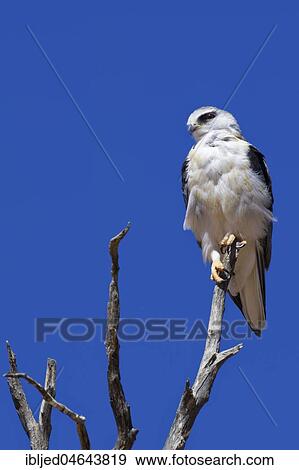 Black-winged kite (Elanus caeruleus) perched on top of a dead tree, against a blue sky, Kgalagadi Transfrontier Park, Northern Cape, South Africa, Africa View Large Photo Image Stock Photo - Black-winged kite (Elanus caeruleus) perched on top of a dead tree, against a blue sky, Kgalagadi Transfrontier Park, Northern Cape, South Africa, Africa. Fotosearch