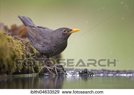 Blackbird (Turdus merula), Male, drinking, bathing, Biosphere Reserve Mittelelbe, Saxony-Anhalt, Germany, Europe View Large Photo Image Stock Photo - Blackbird (Turdus merula), Male, drinking, bathing, Biosphere Reserve Mittelelbe, Saxony-Anhalt, Germany, Europe. Fotosearch