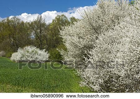 Blackthornshedge ( Prunus spinosa) at the edge of the field, Schaalsee biosphere reserve, Zarrentin, Mecklenburg-Western Pomerania, Germany, Europe View Large Photo Image Stock Photograph - Blackthornshedge ( Prunus spinosa) at the edge of the field, Schaalsee biosphere reserve, Zarrentin, Mecklenburg-Western Pomerania, Germany, Europe. Fotosearch