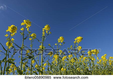Stock Photography - Blooming Rape ( Braßica napus) Agriculture, Bergen, Mecklenburg-Vorpommern, Germany, Europe. Fotosearch