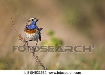 Bluethroat (Luscinia svecica), Male, Texel, North Holland View Large Photo Image Stock Image - Bluethroat (Luscinia svecica), Male, Texel, North Holland. Fotosearch