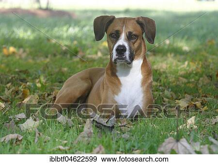 Boxer Aussie Mongrel, male, 6 years old, lies on the meadow, North Rhine-Westphalia, Germany, Europe View Large Photo Image Stock Photo - Boxer Aussie Mongrel, male, 6 years old, lies on the meadow, North Rhine-Westphalia, Germany, Europe. Fotosearch