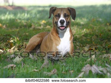 Stock Photograph - Boxer Aussie Mongrel, male, 6 years old, lies on the meadow, North Rhine-Westphalia, Germany, Europe. Fotosearch