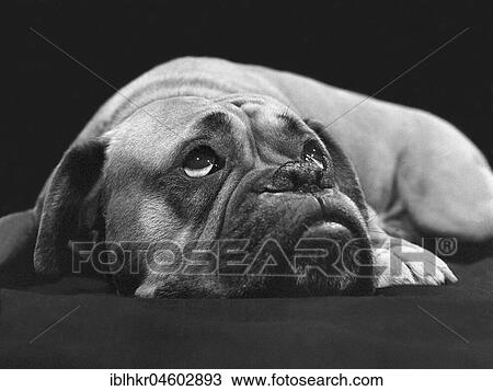 Stock Image - Boxer dreams, England, Great Britain. Fotosearch