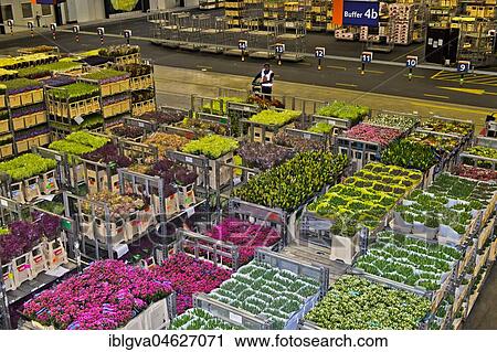 Stock Image - Boxes of flowers ready for dispatch in a warehouse, Royal FloraHolland, Aalsmeer, Netherlands. Fotosearch