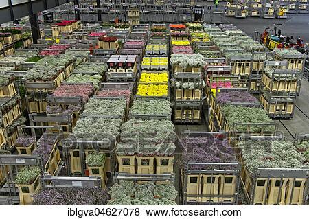Boxes of flowers ready for dispatch in a warehouse, Royal FloraHolland, Aalsmeer, Netherlands View Large Photo Image Stock Photo - Boxes of flowers ready for dispatch in a warehouse, Royal FloraHolland, Aalsmeer, Netherlands. Fotosearch