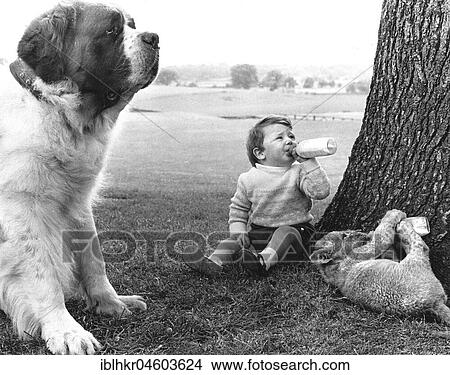 Boy and baby lion drink milk with St. Bernard, England, Great Britain View Large Photo Image Picture - Boy and baby lion drink milk with St. Bernard, England, Great Britain. Fotosearch