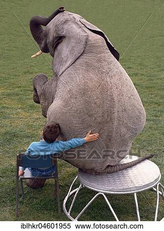 Stock Photography - Boy and elephant, England, Great Britain. Fotosearch