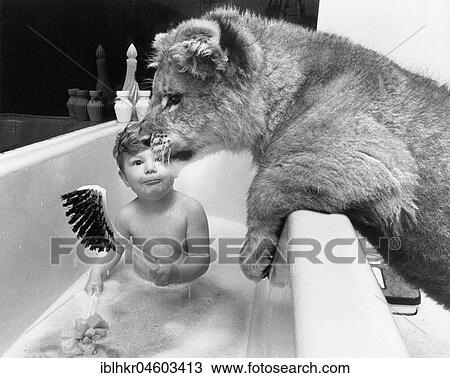 Boy and lion in the bathroom, England, Great Britain View Large Photo Image Stock Image - Boy and lion in the bathroom, England, Great Britain. Fotosearch