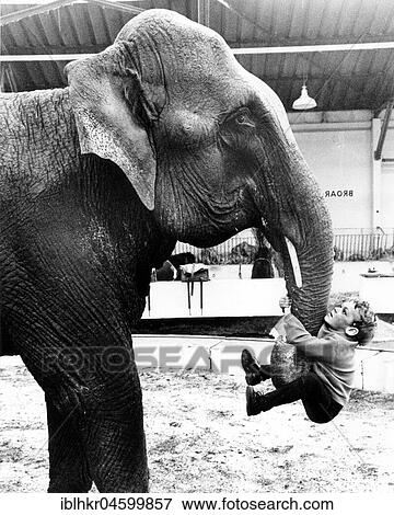 Stock Photo - Boy hangs on elephant's trunk, England, Great Britain. Fotosearch