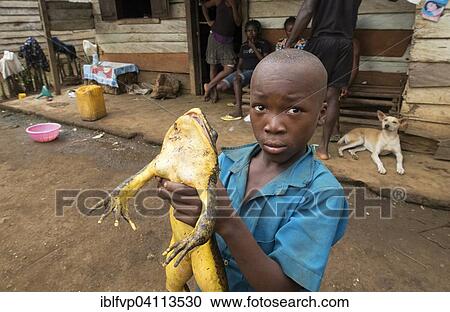 Boy holding a goliath frog (Conraua goliath), Mangamba in Nkongsamba, Littoral Province, Cameroon, Africa View Large Photo Image Stock Image - Boy holding a goliath frog (Conraua goliath), Mangamba in Nkongsamba, Littoral Province, Cameroon, Africa. Fotosearch